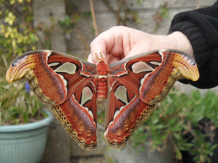 Attacus-atlas-after